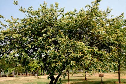 La planta mexicana que trata los padecimientos gastrointestinales