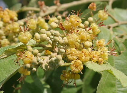 La planta mexicana que trata los padecimientos gastrointestinales