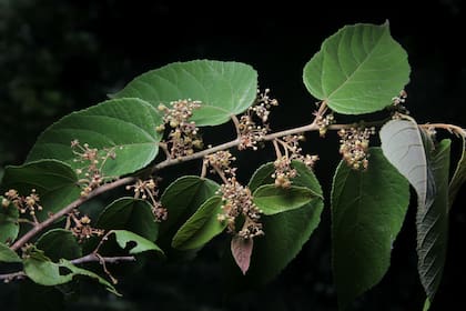 La planta mexicana que trata los padecimientos gastrointestinales