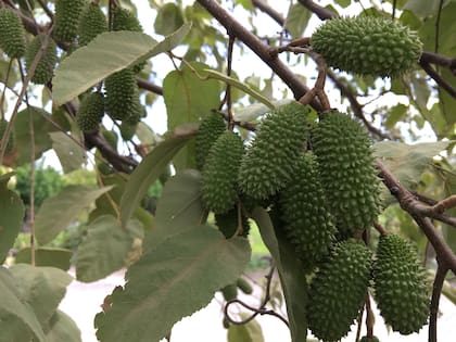 La planta mexicana que trata los padecimientos gastrointestinales