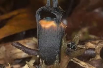 La planta presenta apéndices con forma de cuerno en una estructura abovedada, además de unas manchas rojizas anaranjadas
