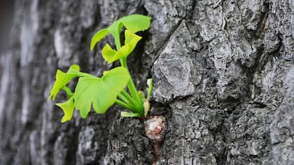 La planta que combate los signos de demencia y se debe consumir después de los 65