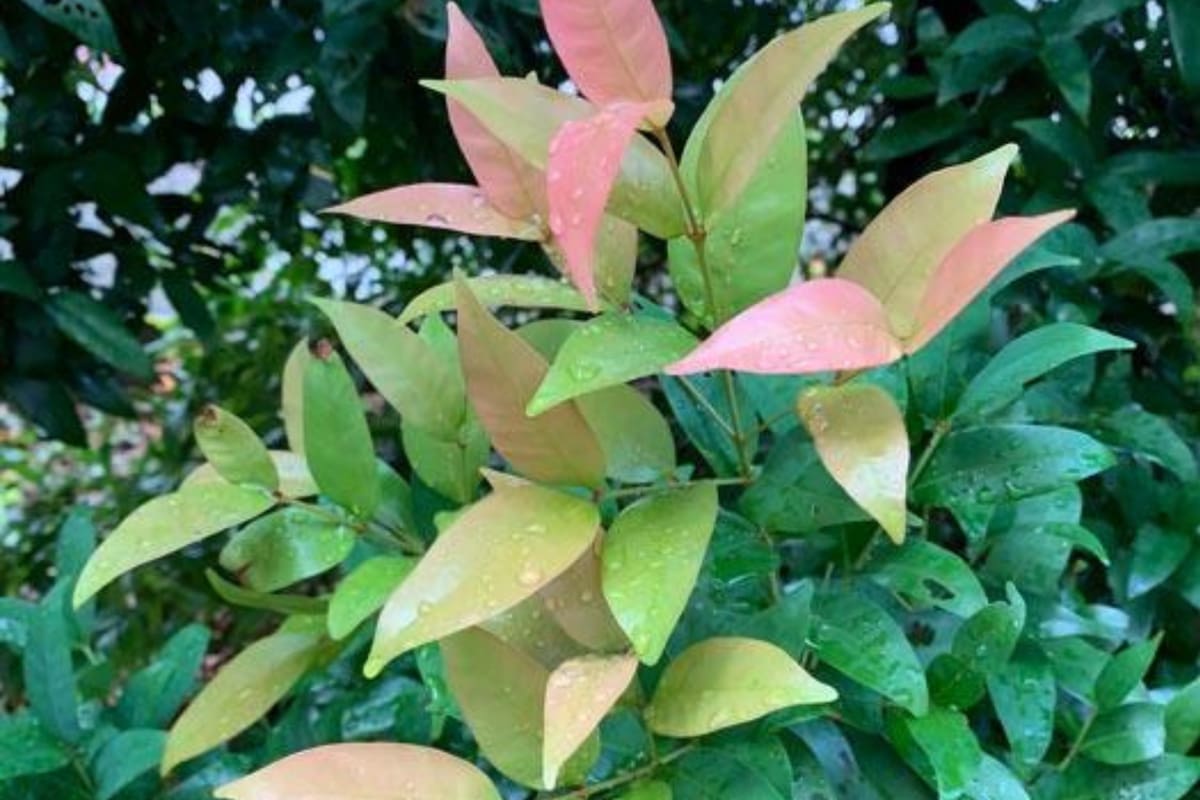 La planta que es capaz de limpiar el aire de tu casa y que atrae la abundancia