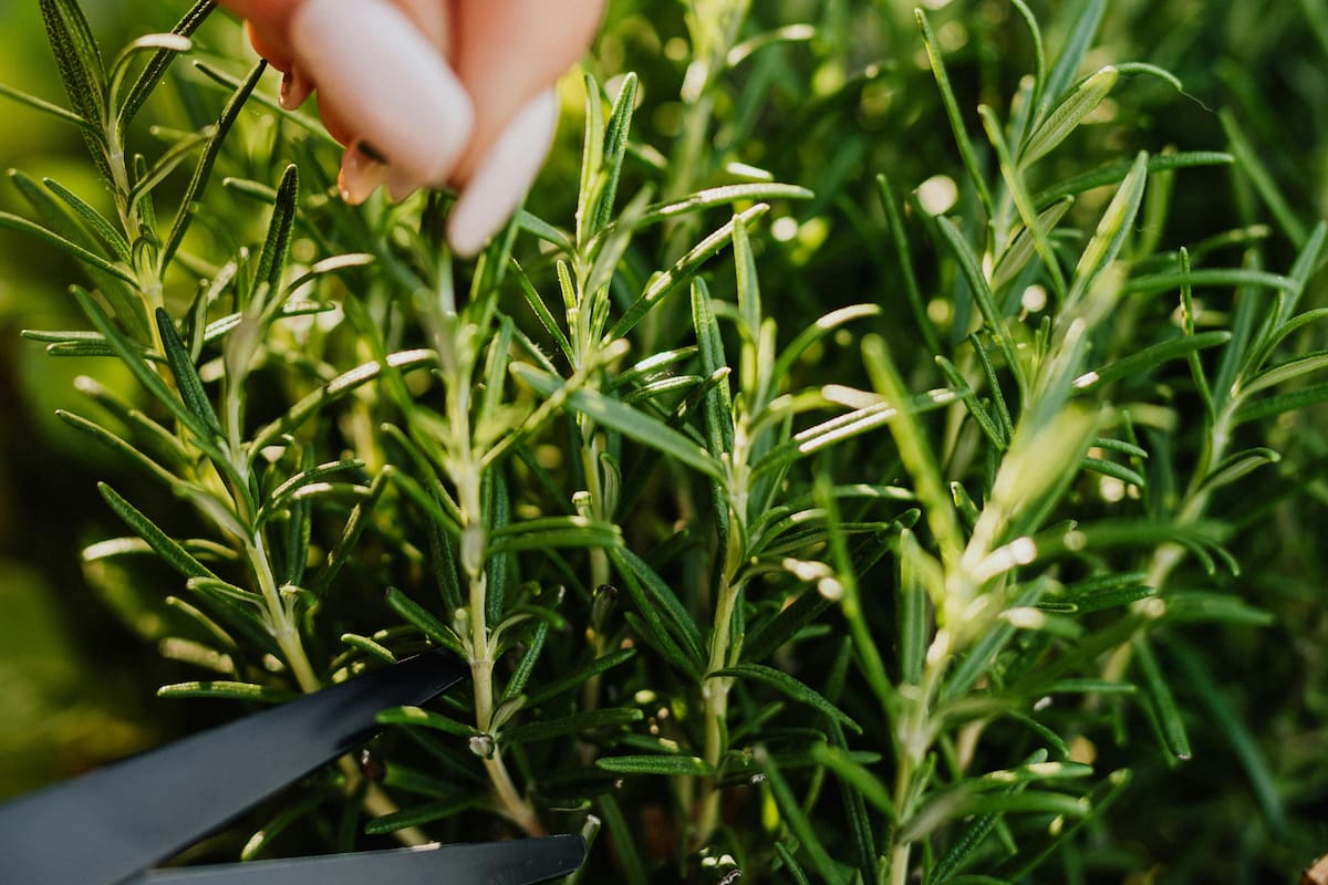La planta que es ideal para cuidar el páncreas y mejorar el bienestar digestivo