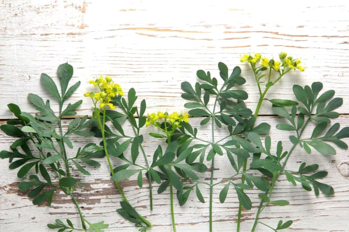 La planta que tenés que tener en tu hogar para purificar el ambiente