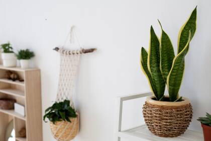 La planta recomendada por la NASA para mejorar el descanso