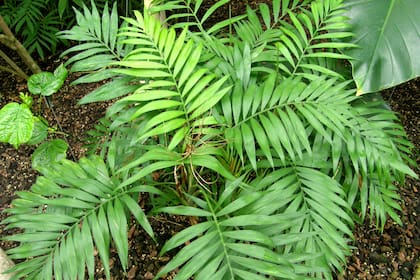 La planta recomendada por los arquitectos para sacar la humedad de tus paredes