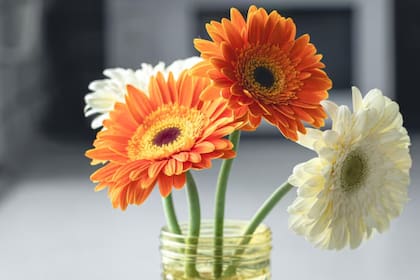 La planta resistente y colorida que florece los 365 días del año