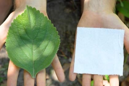 La planta se cultiva ampliamente en toda África