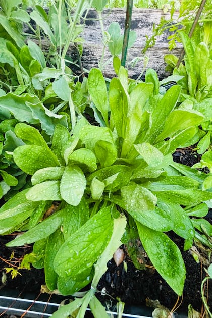 La planta tiene un color verde brillante y es similar a la rúcula