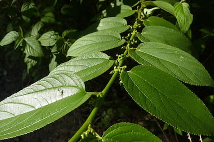 La planta Trema Micrantha Blume es considerada una maleza en algunas zonas.