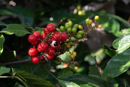 La planta trepadora que actúa como quemadora de grasas en infusión