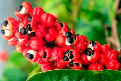 La planta trepadora que actúa como quemadora de grasas en infusión