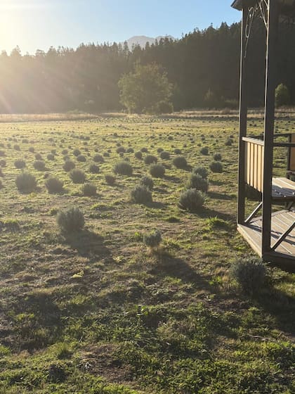 La plantación de lavandas