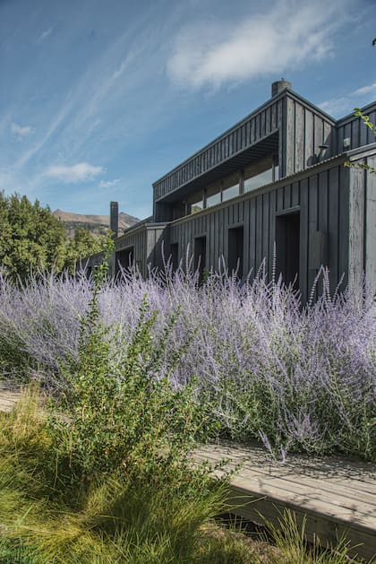 La plantación de bajo mantenimiento y pocos requerimientos de agua se pensó en una paleta de colores de alto contraste con la arquitectura en color negro