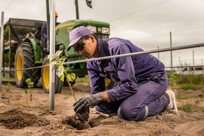 La plantacion es Finca Santa Rosa, Departamento Santa Rosa, Mendoza