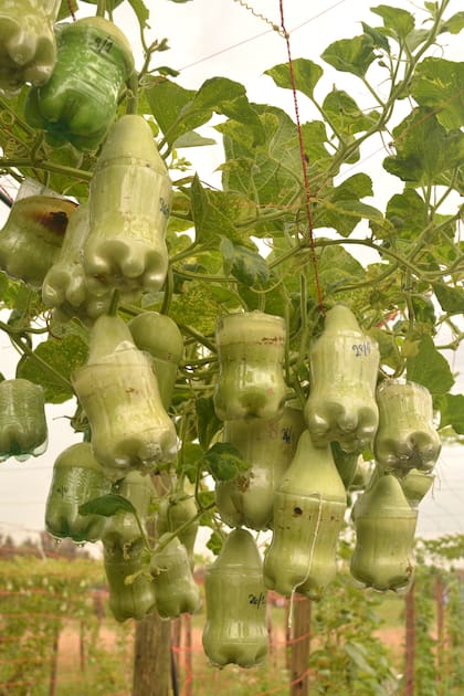 La plantación experimental con moldes de botellas tuvo lugar durante meses