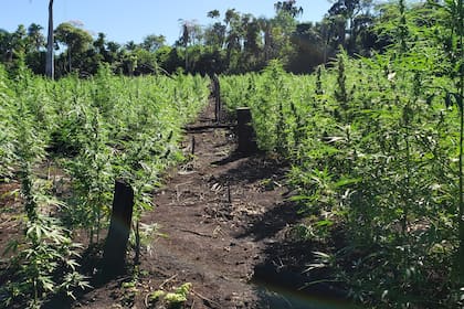 La plantación se encontraba a 10 kilómetros del Aeropuerto Internacional de Pedro Juan Caballero
