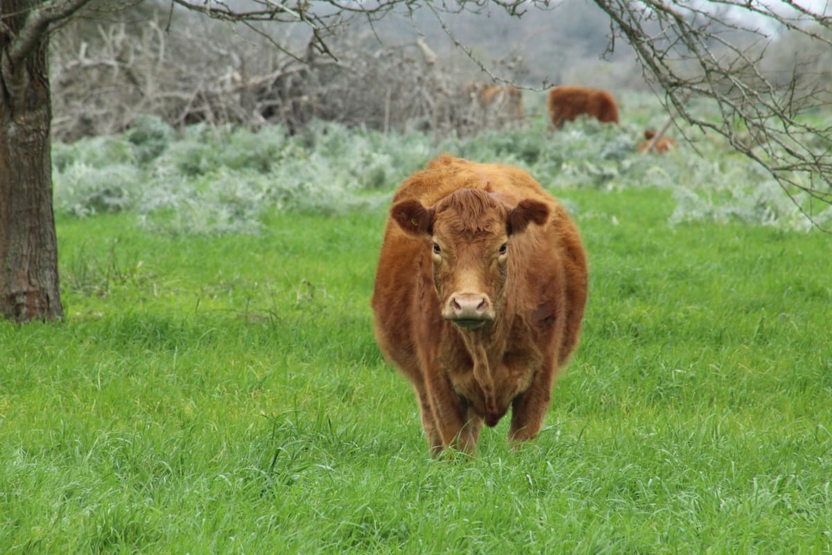 La plataforma acredita la trazabilidad de establecimientos rurales libres de deforestación y apunta a fortalecer la competitividad exportadora de la provincia