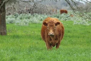 La Unión Europea avaló un importante desarrollo de Santa Fe para certificar la producción libre de deforestación