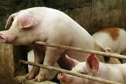 La producción porcina crece en la Argentina y una inversión china podría impulsarla más, pero hay dudas y polémica