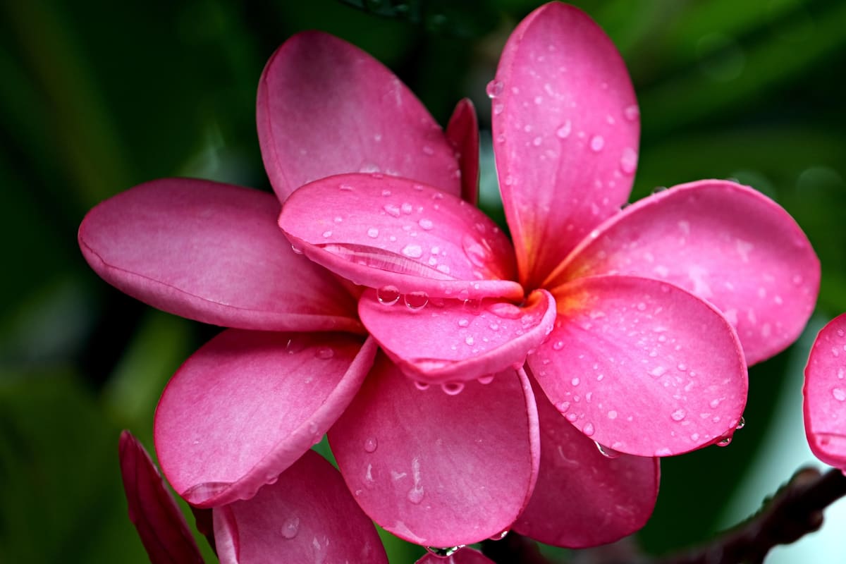 La plumeria es conocida por sus flores coloridas y su follaje perenne