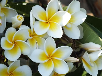 La plumeria es originaria de América Central y el Caribe, pero se llegó a extender a diversas partes del mundo