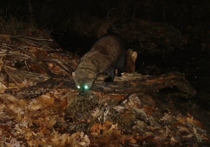 La población de Fisher fue eliminada debido a la intensa caza por su piel y a la destrucción de su hábitat, provocado por la tala de bosques en gran escala