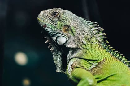 La población de iguanas en Florida está fuera de control