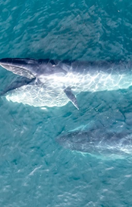 La población de la ballena sei está en crecimiento