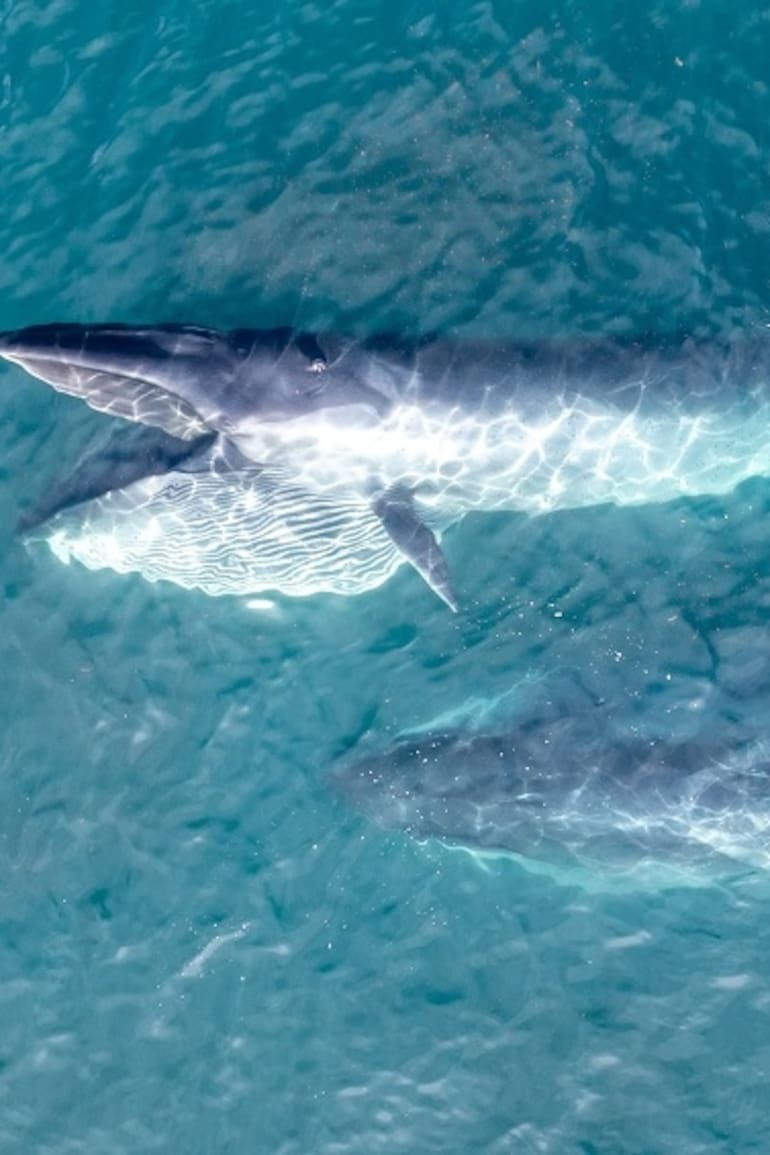 La población de la ballena sei está en crecimiento