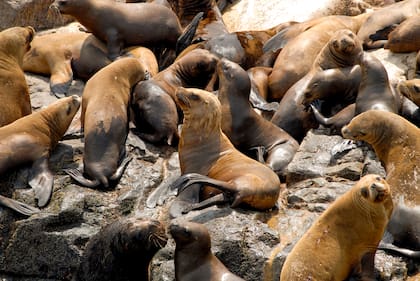 La población de lobos marinos asciende a 5.000 ejemplares en esta zona.