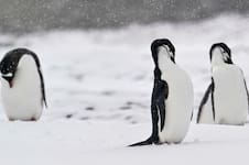 La población de una especie de pingüinos cayó a menos de la mitad y encendió alarmas entre científicos