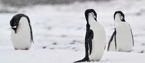 La población de una especie de pingüinos cayó a menos de la mitad y encendió alarmas entre científicos