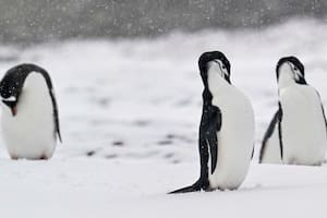 La población de una especie de pingüinos cayó a menos de la mitad y encendió alarmas entre científicos