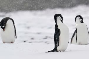 La población de una especie de pingüinos cayó a menos de la mitad y encendió alarmas entre científicos
