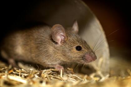 La población de ratas en Nueva York podría disminuir debido a las bajas temperaturas (Pexels/David Hablützel)