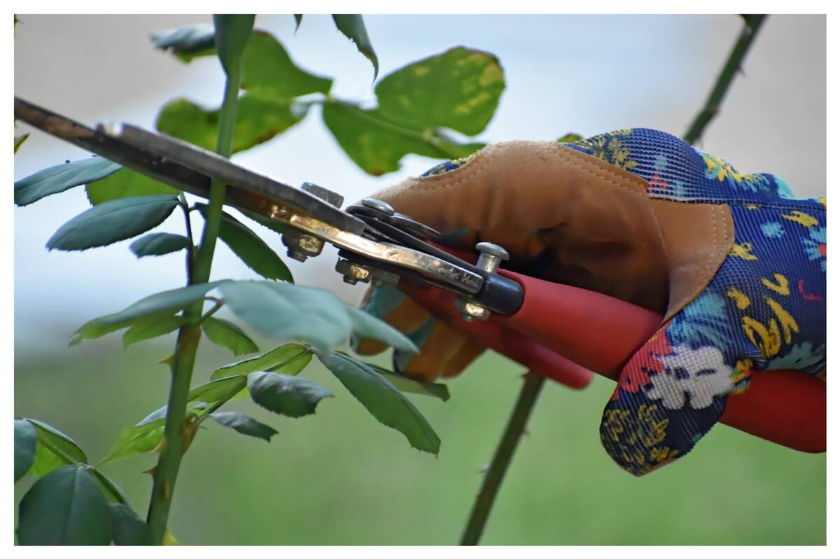 La poda ayuda a que crezcan frutas de mejor calidad y aporta a la seguridad de las personas y la casa donde se encuentran los árboles