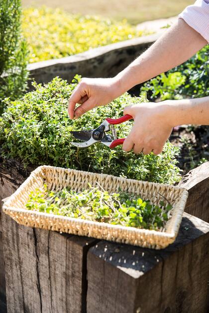 La poda de formación promueve un crecimiento vigoroso, equilibrado y repleto de aromas