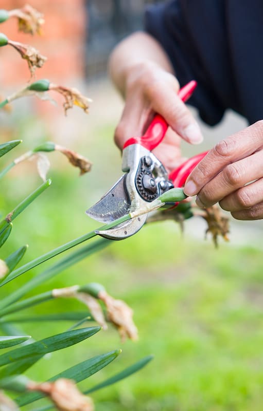 La poda de primavera no es una carrera contra el calendario: la propia planta indica cuándo es momento de intervenir