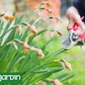 Qué cortar en primavera, qué esperar y qué dejar intacto