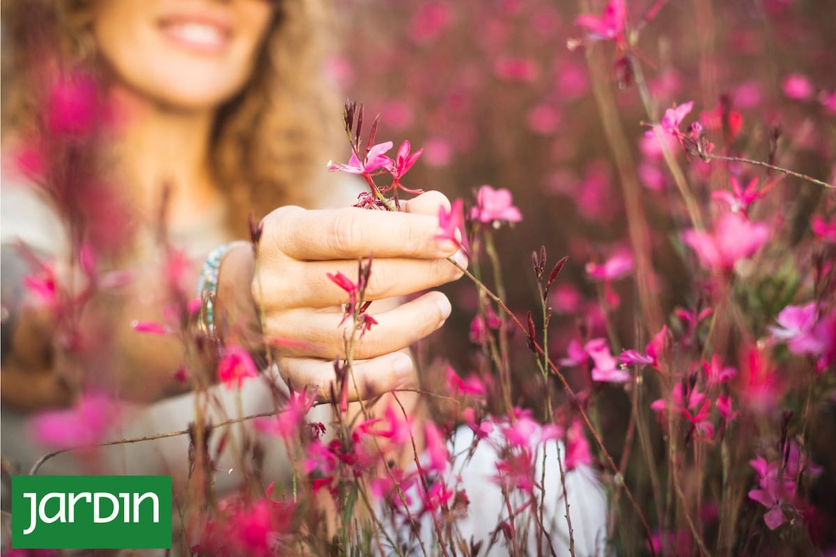 La poda de primavera puede ser el secreto detrás de una gaura cargada de flores durante todo el verano