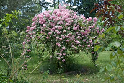 La poda favorece la siguiente floración.