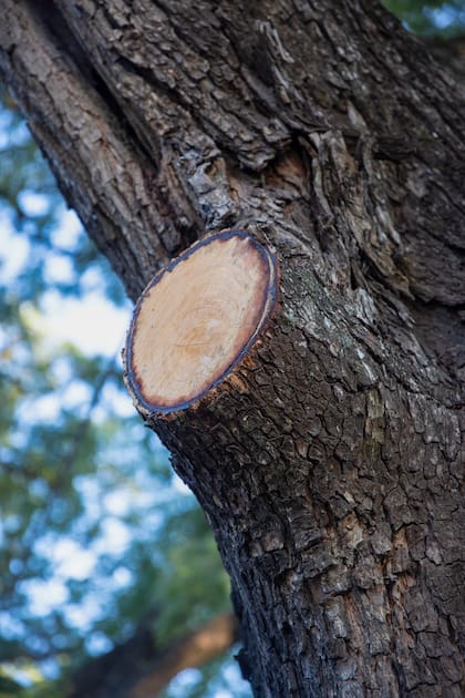 La poda no debería utilizarse como estrategia para mantener un árbol en un espacio que no es el indicado