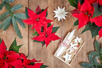 La poinsettia o planta de Navidad es originaria de México y Centroamérica