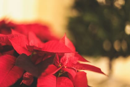 La poinsettia produce una savia blanca en el momento en el que se rompen sus hojas