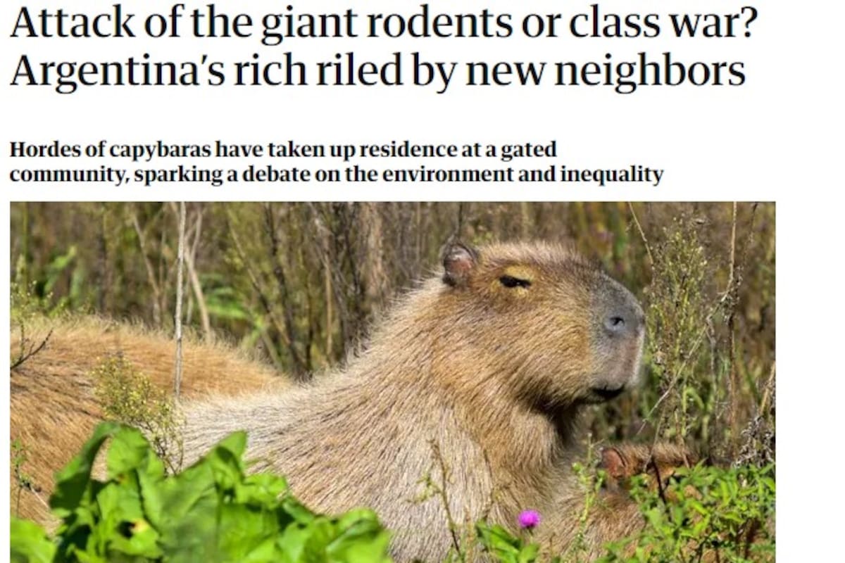 La polémica por los carpinchos en Nordelta llegó al plano internacional, con The Guardian