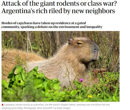 La polémica por los carpinchos en Nordelta llegó al plano internacional, con The Guardian