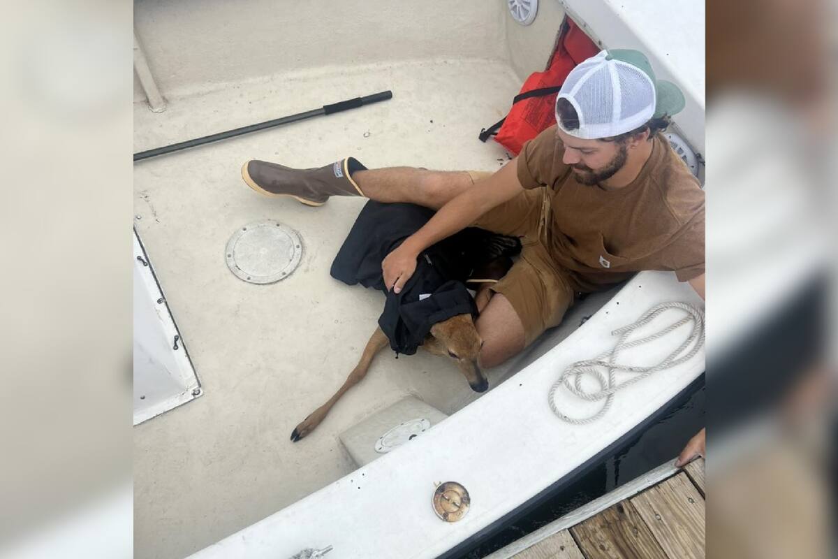 La policía de Cohasset informó que dos jóvenes en un bote rescataron a un ciervo que luchaba por nadar en el océano, en la costa de Massachusetts