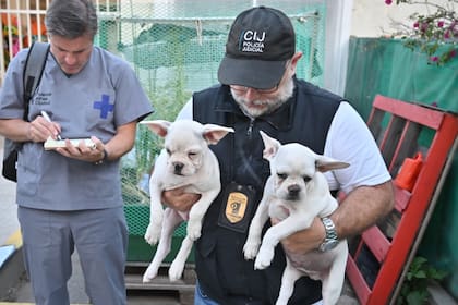 La Policía de la Ciudad halló quince perros de la raza Bull Dog francés, siete machos y ocho hembras en una vivienda usurpada